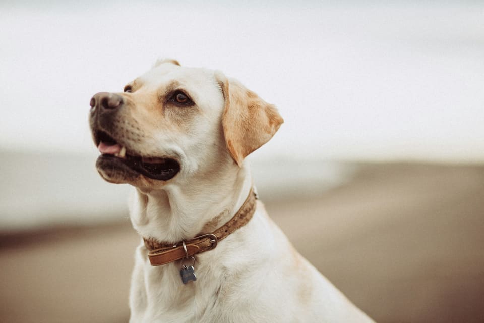 A pale Labrador looking up and to the left on a beach, wearing a tan leather collar with a small tag