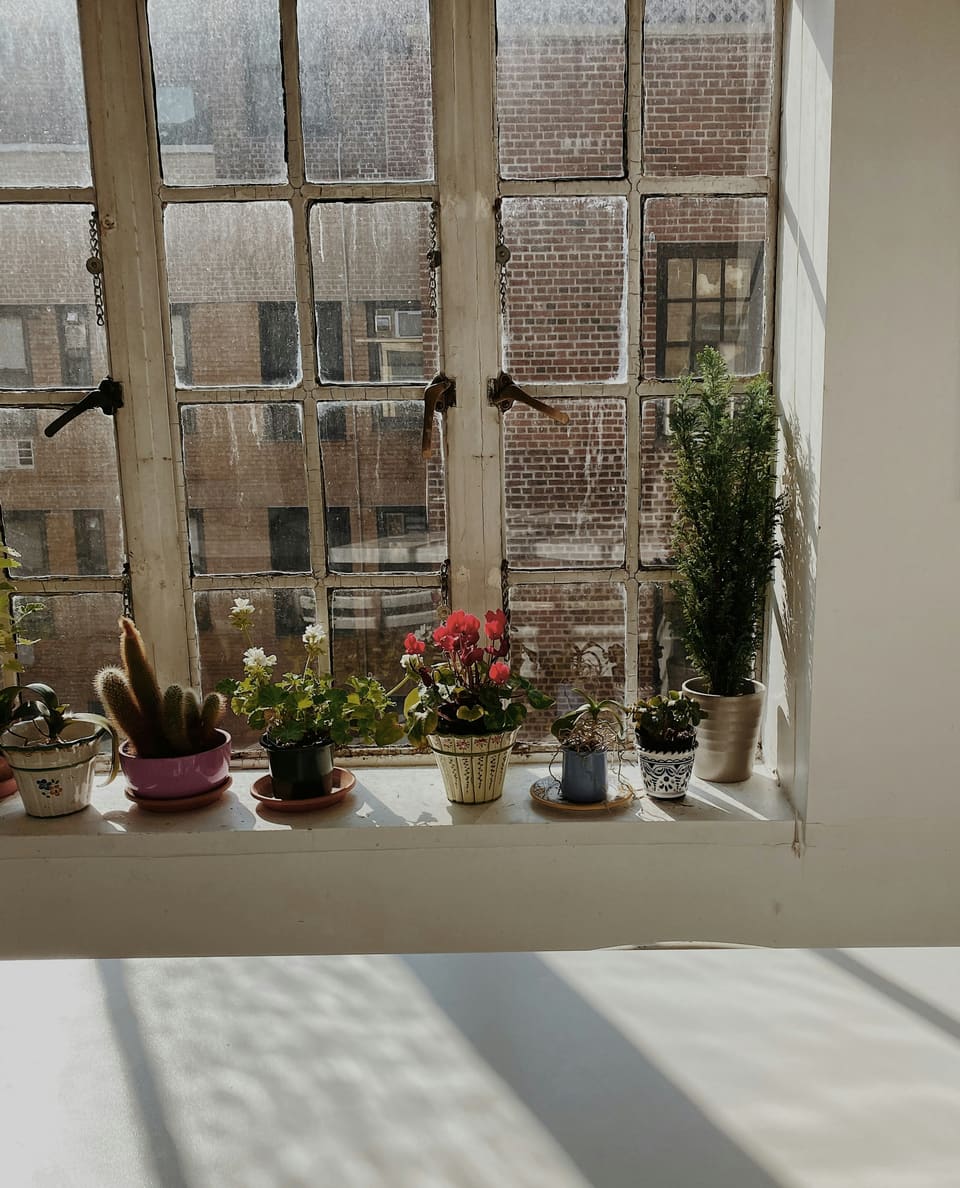 A sunny windowsill lined with small potted cacti, succulents and flowering plants in mixed pots